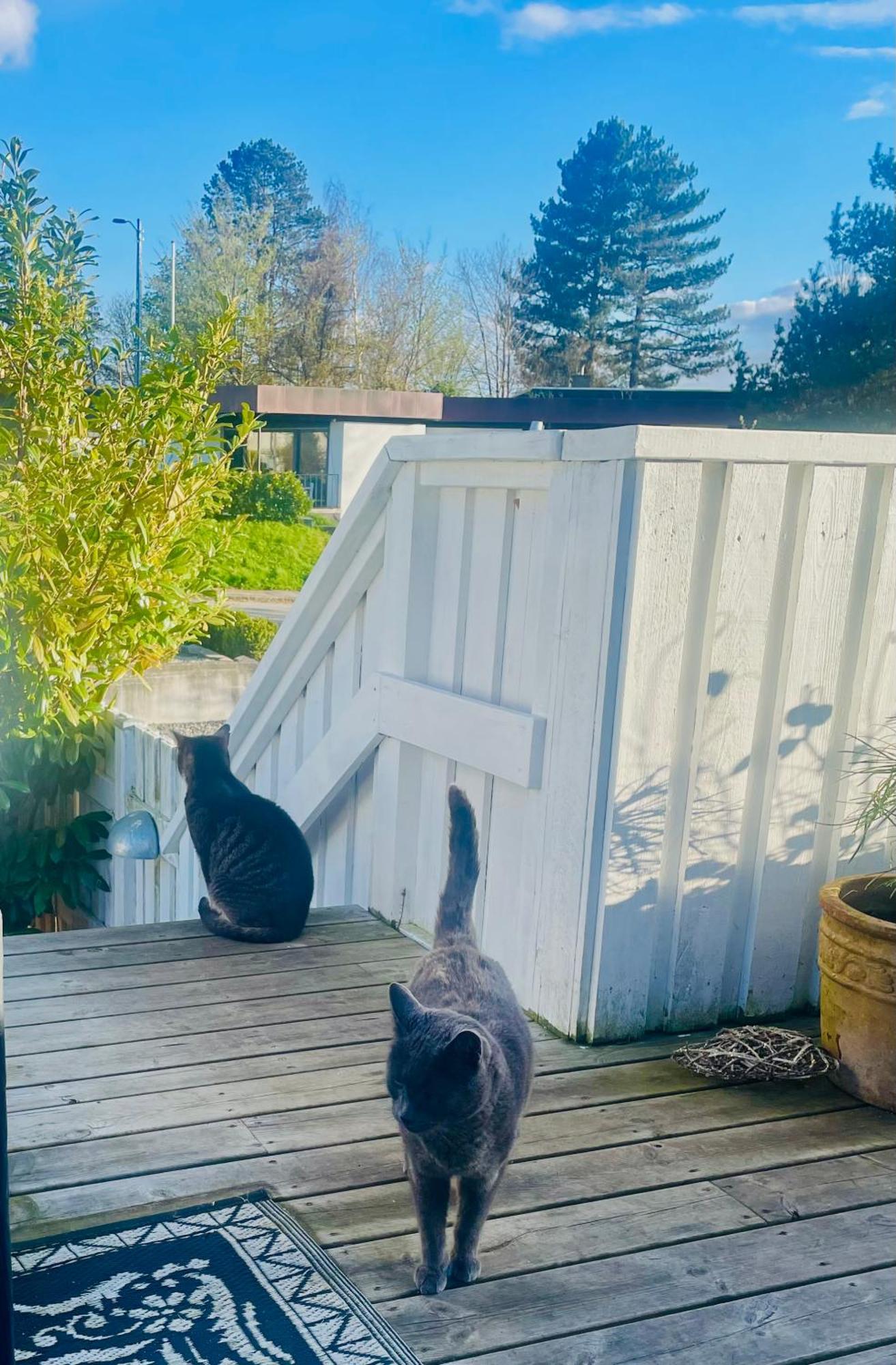 Cool Familyhome Close To The Beach W Two Cuddly Cats Espergaerde Luaran gambar
